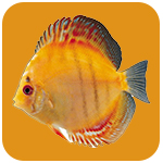 3D水族館動態屏保 V2023綠色注冊版